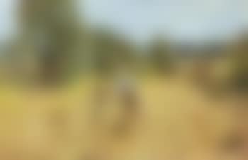 Fenaison (preview)