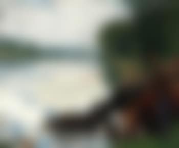 Cattle watering in a stream (preview)