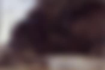 Coastal landscape with dark thicket on hillside (preview)