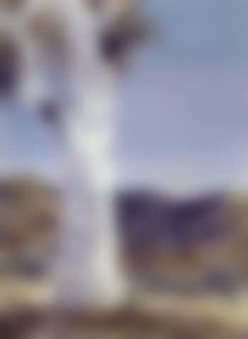 Ghost gum (preview)