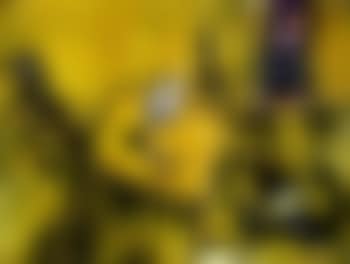 La chambre jaune (preview)