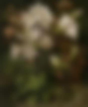 Belladonna lilies (preview)