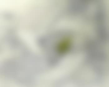 Form in movement (preview)