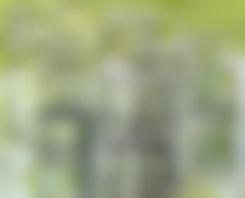 Skowhegan glasses (preview)