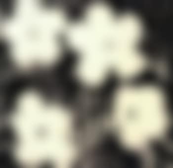 Flowers (preview)