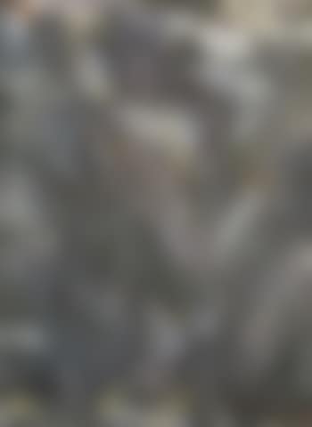 Forest scene (preview)