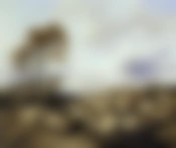 Sheep in coastal landscape (preview)