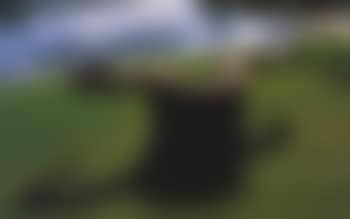 Tolerance II (preview)