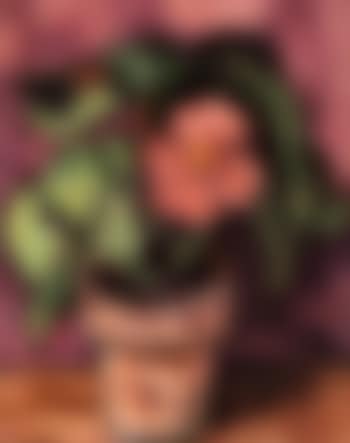 Pink begonia (preview)