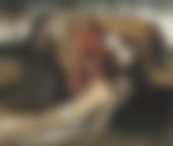The Deposition (preview)