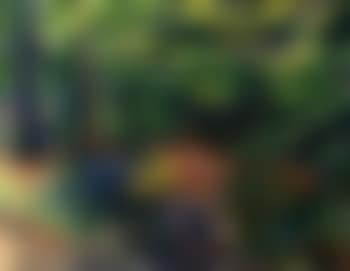 Epping Forest (preview)