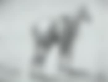 Horse with blanket covering back (preview)