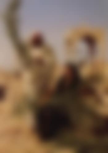 Palm seller (preview)