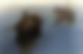 Fishermen outside Venice (preview)