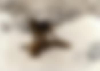 Winter landscape with gundog and dead fox (preview)