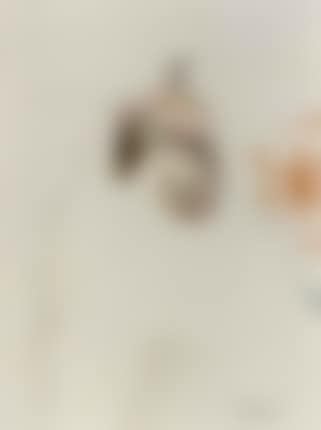 Honey possum (preview)