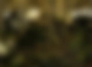 Deep in woods (preview)