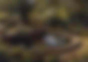 Jardin (preview)