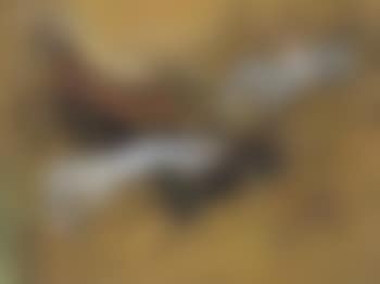 La conquete du cheval (preview)