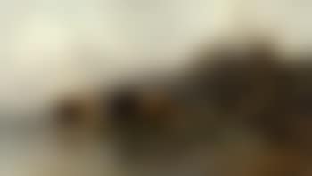 Cows grazing at mountain lake (preview)