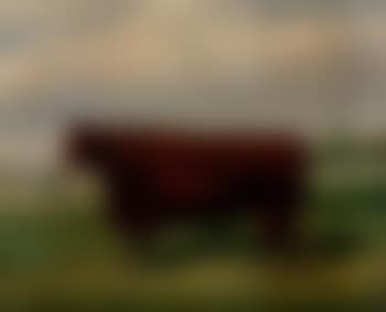 Prize longhorned bull (preview)