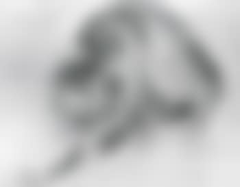 Study of a cat (preview)