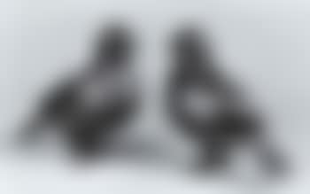 Couple de pigeons (preview)