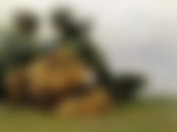 Haycart (preview)