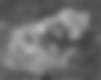 Still life with mushrooms (preview)