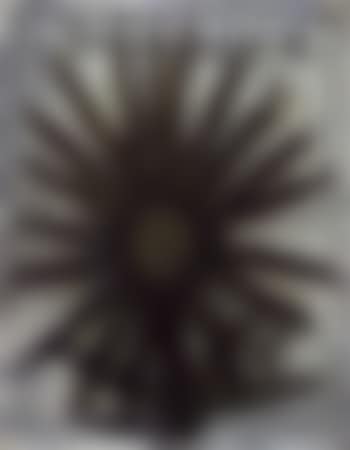 Tournesols (preview)