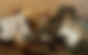 Studio still life (preview)