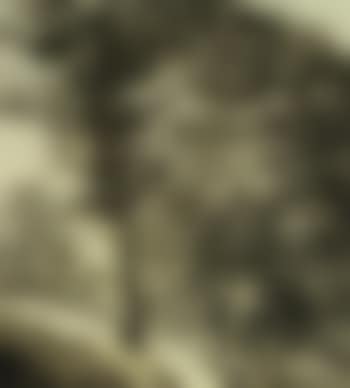 Trees in Ugbrooke Park, Devon (preview)