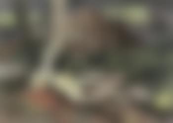 Uprooted trees, red landscape (preview)