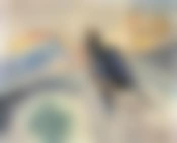 Bird singing (preview)