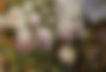 Garden scene (preview)