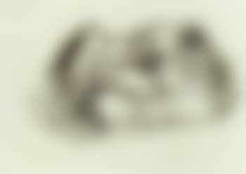 Sleeping monkey (preview)