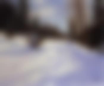 Forest in winter (preview)