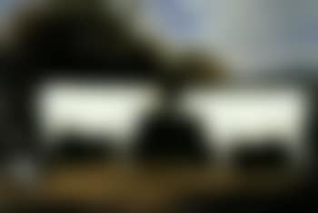 Two white heifers in a landscape (preview)