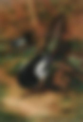 Magpies (preview)