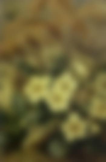 Still life of primroses (preview)