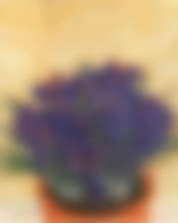 Still life of crocus (preview)