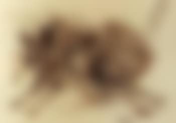 Cat (preview)