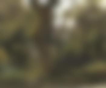 Tree (preview)