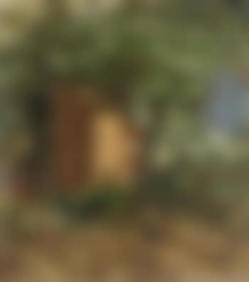 Olive groves, France (preview)