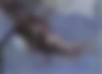 Blossom (preview)