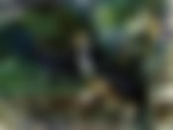 Ship (preview)