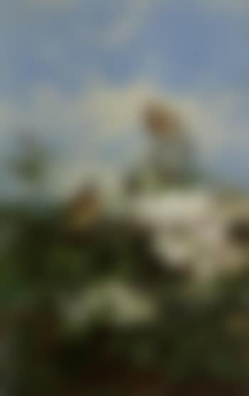 Goldfinches among apple blossom (preview)