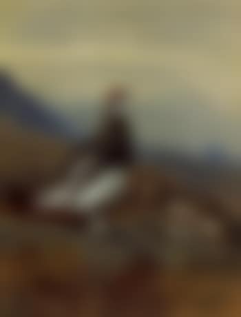 Ptarmigan in summer plumage (preview)