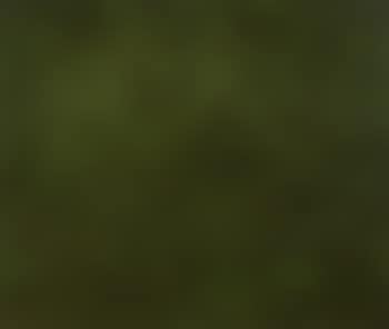 Green picture in my meadow (preview)