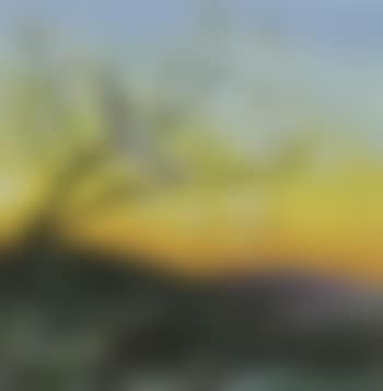 Morning chorus (preview)